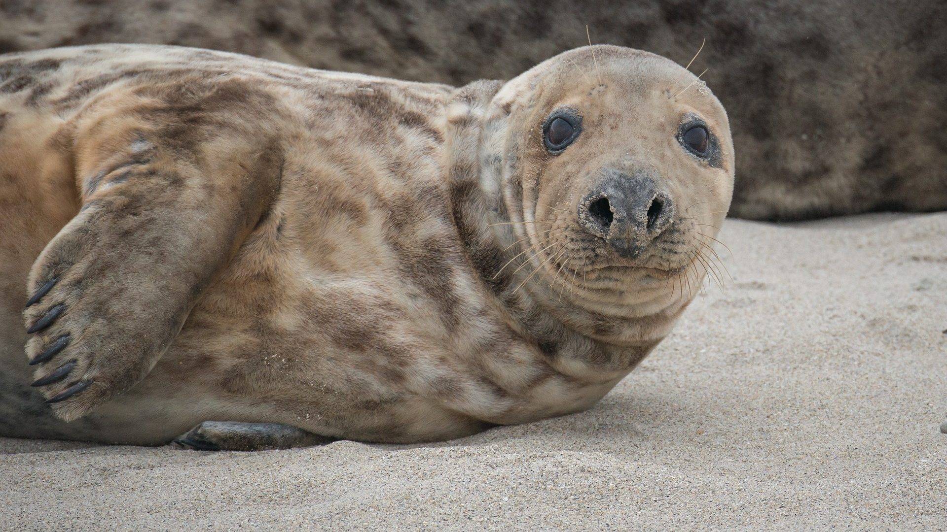 grey-seal-2133154_1920